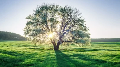 Kışın Ağaçların Yaprak Dökmesi Oksijen Seviyelerini Etkiler mi?