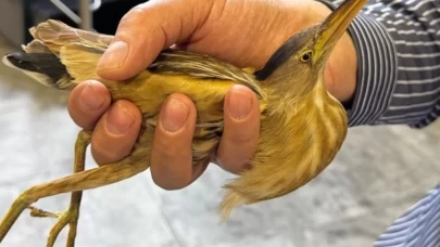 Kayseri'de nesli tükenmekte olan balaban kuşu bulundu