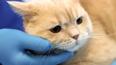 Kanal tedavisiyle sağlığına kavuşan Hani yeniden beslenmeye başladı