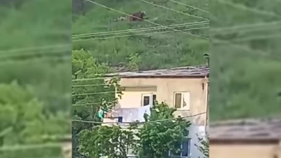 Gümüşhane’de gündüz vakti ayı paniği