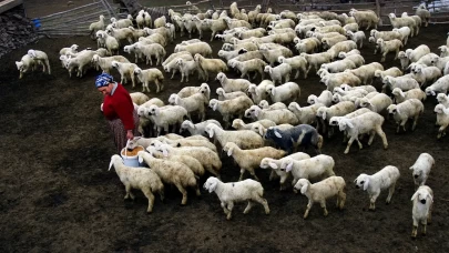 Bingöl'de hayvancılara yüzlerce ekipman hibe edildi