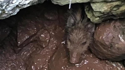 Muğla'da su kuyusuna düşen minik yaban domuzu nefes kesen operasyonla kurtarıldı