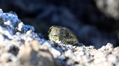 Dünyada sadece Ağrı Dağı'nda yaşıyor