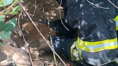 Hatay'da itfaiyenin 'yavru köpek' operasyonu kalpleri ısıttı