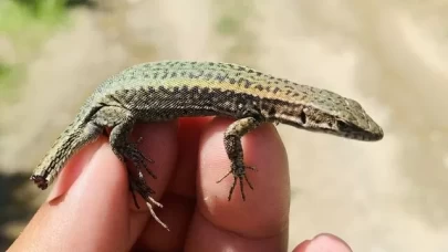 Keşfettiği kertenkeleye vefat eden annesinin ismini verdi
