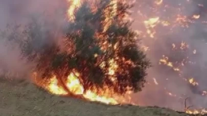 Hatay'da fırtınayla büyüyen zeytinlik yangını ağaçları kül etti