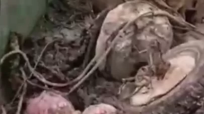 Denizden çıkarılan yasadışı tonozlar çevre felaketini gözler önüne serdi