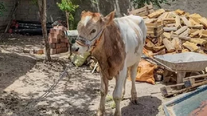 3 aylıkken kaçtı! 9 ay sonra bulundu...