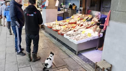Trabzon'un balıkçı tezgahlarında çeşitlilik dikkat çekiyor