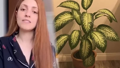 Kırılan dalını düzeltmek isterken ölümden döndü