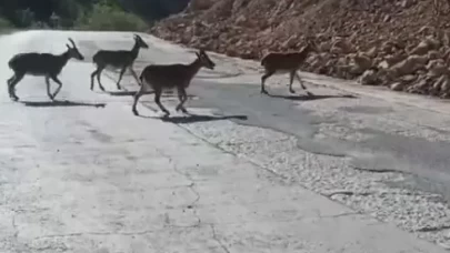 Gümüşhane'de vaşak ve dağ keçileri yollara indi