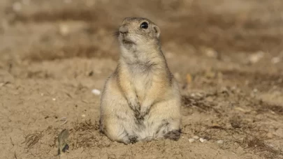 Anadolu yer sincapları çayırlık bölgede doğa fotoğrafçısına yakalandı
