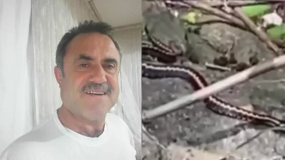 Çay toplarken Kafkas engereği tarafından ısırıldı