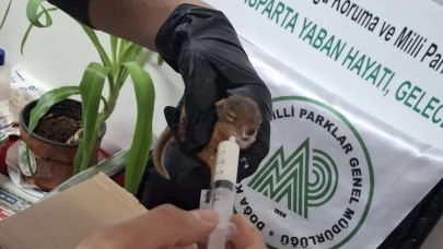 Minik sincaplar artık güvende!