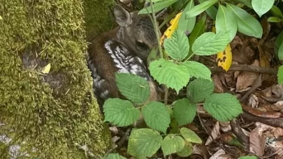 Bartın’da bulunan karaca yavrusu doğaya bırakıldı