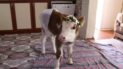 Amasyalı anne ve kızı, buzağı Nisan’ı evlerinde misafir ediyor