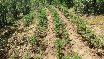 Bingöl’de zehir tarlalarına darbe! Binlerce kök kenevir ele geçirildi