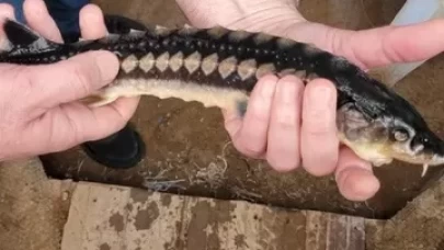 Milas'ta toprak havuzlarda Mersin balığı yetiştiriciliği yapılıyor