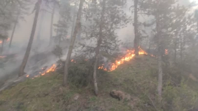 Afyonkarahisar'da orman yangını