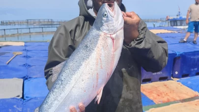 Samsun Yakakent’te Türk somonu hasadı başladı