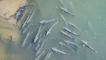 Kaçak avlanan 1 ton inci kefali doğal yaşamına geri döndü