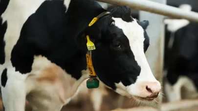 Hakkari'de şap hastalığı vakası görüldü