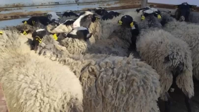 Bilecik'te hayvan dolandırıcılığı