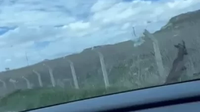 Yozgat'ta karacanın tel örgülerle imtihanı