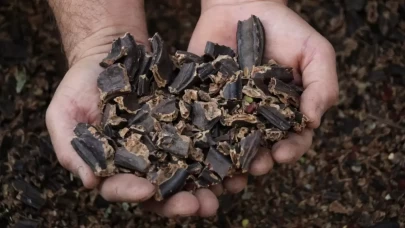 "Alanya keçiboynuzu" coğrafi işaret aldı