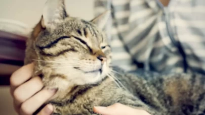 Kediler Neden Mırıldar?