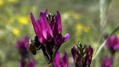 Iğdır yaylalarında çiçekler açtı