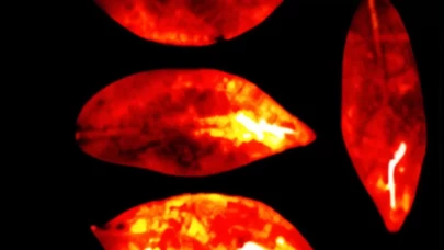 Vücudumuz ölüm anında kaybolan soluk bir ışık yayıyor olabilir