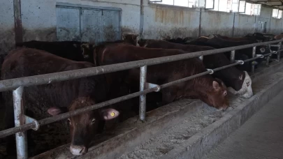 Muş'tan Türkiye'ye kurbanlık çıkarması!