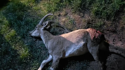 Konya’da koruma altındaki yaban keçisini avlayan 2 kişiye ceza yağdı