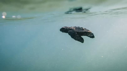 Küresel ısınma nedeniyle deniz kaplumbağaları da risk altında