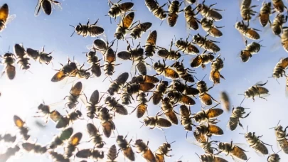 İklim değişikliği toplu arı ölümlerini artırdı