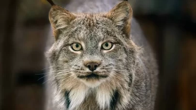 Vaşak nedir, nerelerde yaşar?