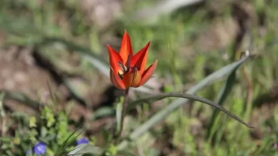 Manisa lalesi Spil Dağı'nda çiçek açtı