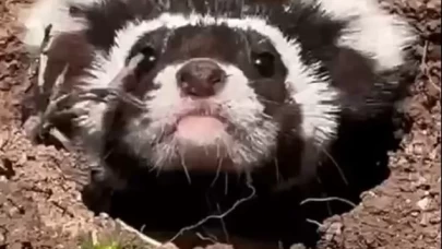 Sivas kırsalında nesli tehlikede olan 'alaca sansar' ilk kez görüntülendi