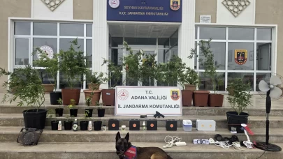 Adana'da kenevir yetiştiren 4 zanlı gözaltında