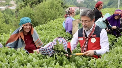 "Türkiye kuru çay üretiminde Avrupa'da birinci"