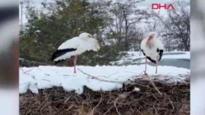 Köyü terk etmeyen 2 leylek, Anneler Günü’nde ‘anne’ oldu
