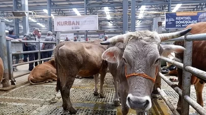 Tokat'ta tedbir amaçlı hayvan pazarları kapatıldı