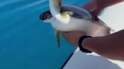 Çuval ve misinaya dolanan yavru kaplumbağayı balıkçılar kurtardı