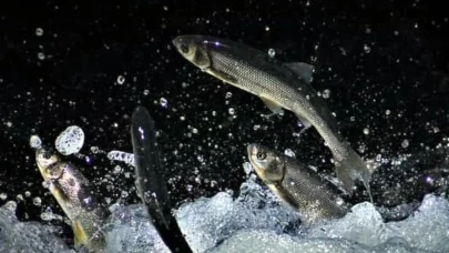 İnci kefallerinin muhteşem yolculuğu başladı