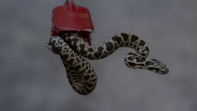 Apartman bodrumunda yılan yakalandı