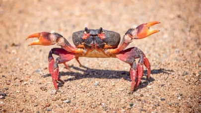 Japonya'da 3 Çinlinin valizinden binlerce yengeç çıktı