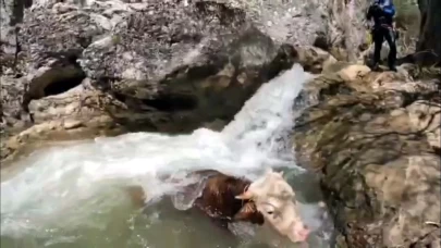 Kanyonda mahsur kalan tosun AFAD ekipleri tarafından kurtarıldı