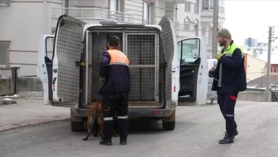 Sivas'ta 700 sokak köpeği bakım merkezine toplandı