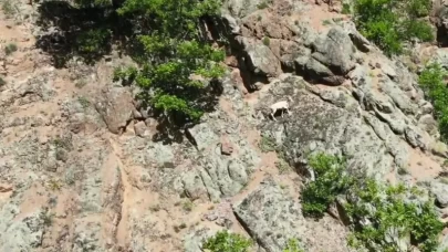 Nadir rastlanılan beyaz dağ keçisi Artvin'de görüntülendi